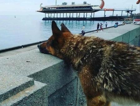 В Ялте пёс Мухтар 12 лет ждал погибшего хозяина